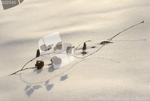 Image of Branch in the snow