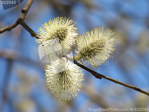 Image of Pussy-willow 