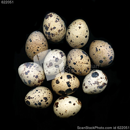 Image of Quail eggs