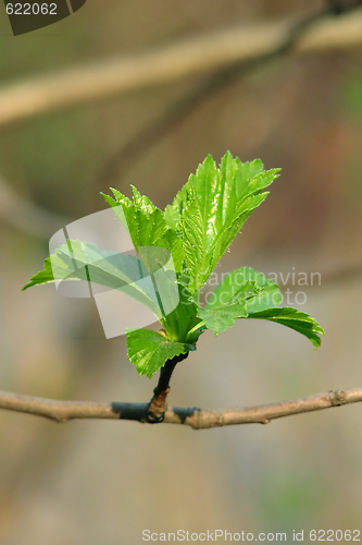 Image of Spring leaves