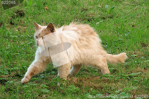 Image of Homeless cat