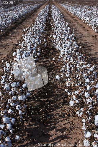 Image of Cotton fields