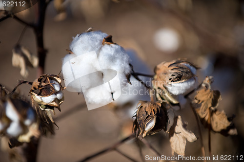 Image of Cotton fields