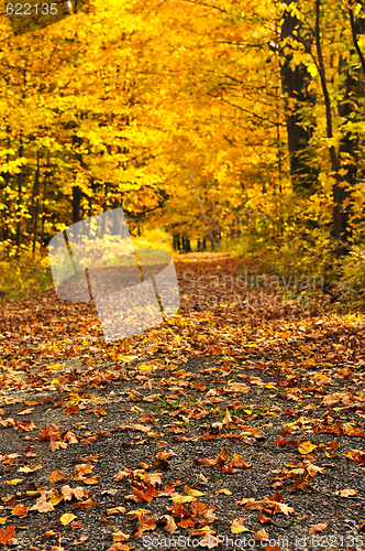 Image of Autumn path