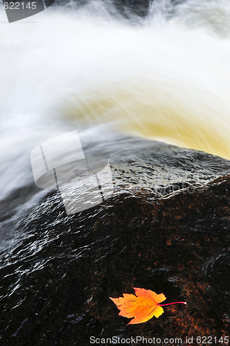 Image of Leaf floating in river