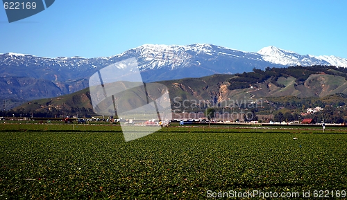 Image of Strawberry Field