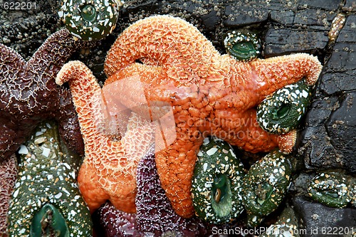 Image of Starfish