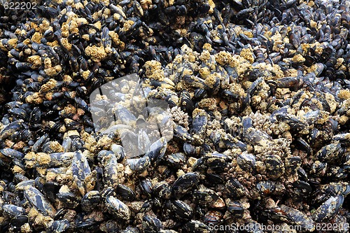 Image of Mussels