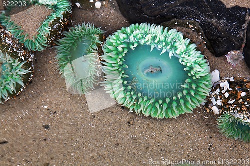 Image of Sea Anemone