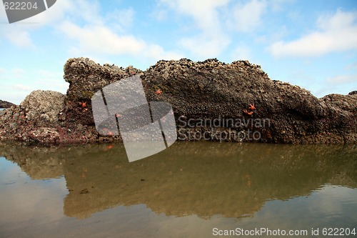 Image of Rock with starfish