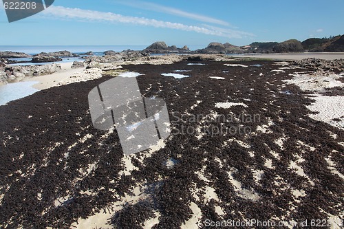 Image of Oregon Coast