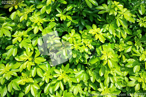 Image of Bush background