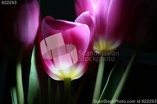 Image of night tulips