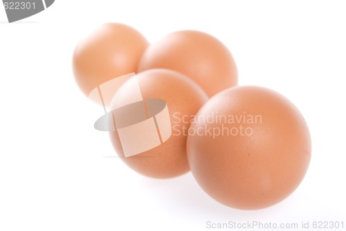 Image of Egg, Bird