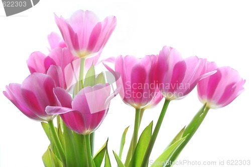 Image of bouquet of the purple tulips