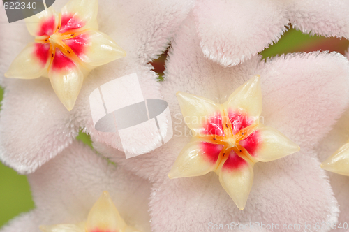 Image of Hoya Flowers