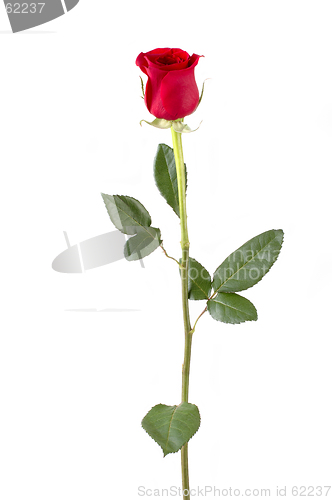 Image of Long Stem Rose