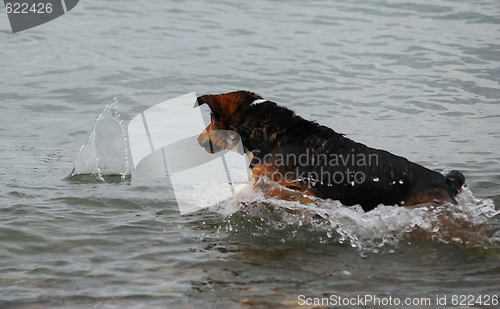 Image of Dog getting wet