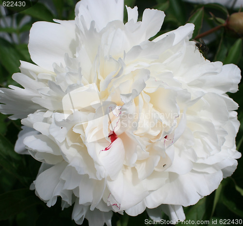 Image of Peony