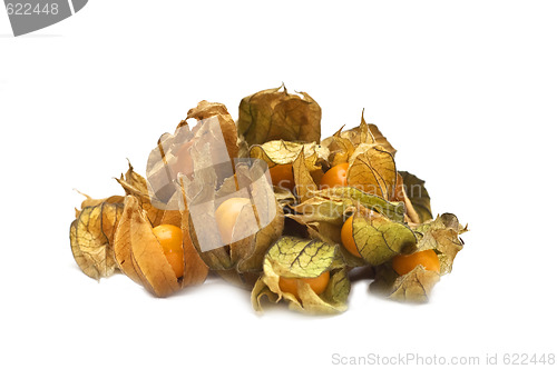 Image of Physalis