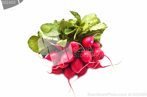 Image of Bunch of fresh radish