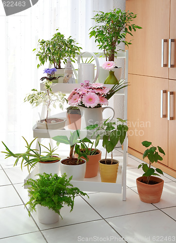 Image of Flowers in interior