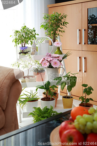 Image of Flowers in interior
