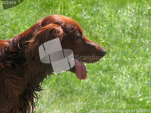 Image of Smiling setter 