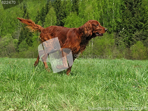 Image of Running setter 