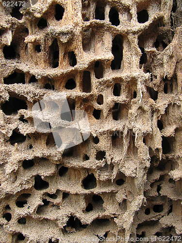 Image of Holes in the wood 