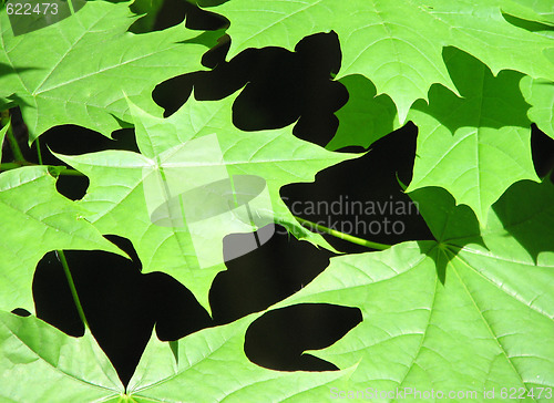 Image of Green maple