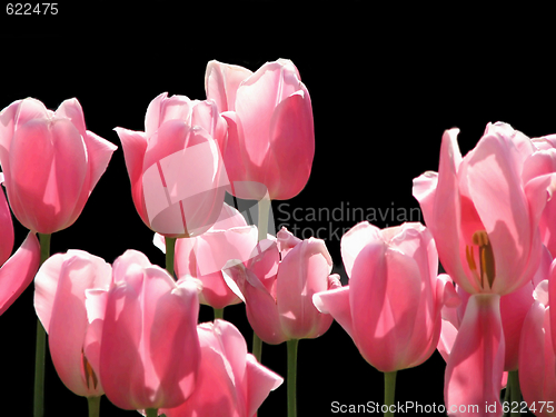 Image of Pink tulips