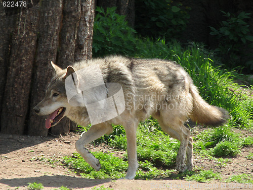 Image of Wolf