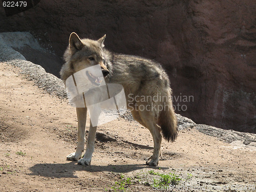 Image of Wolf