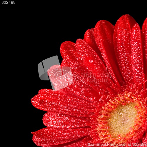 Image of gerbera flower