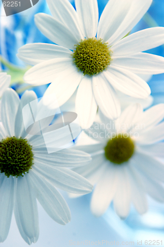 Image of Daisies