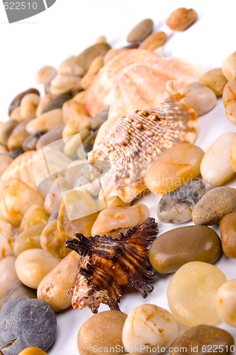 Image of sea shells and pebble