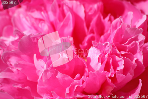 Image of Peony petals