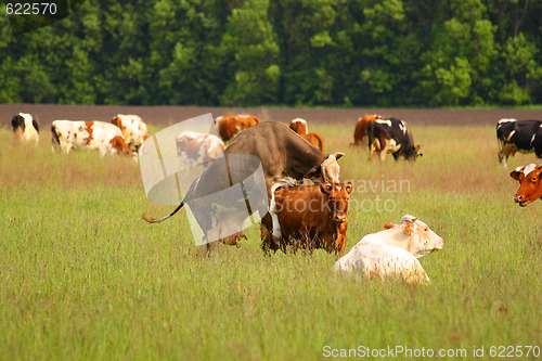 Image of Mating behavior between two cows
