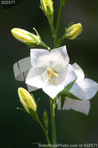 Image of White bluebell