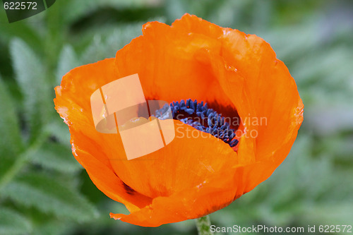 Image of Orange poppy