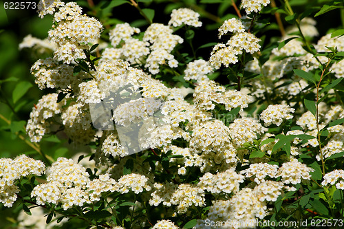 Image of Meadowsweet