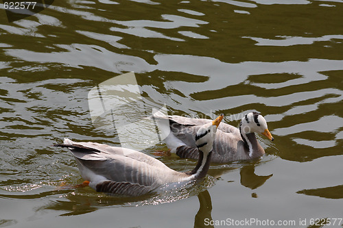 Image of Ducks