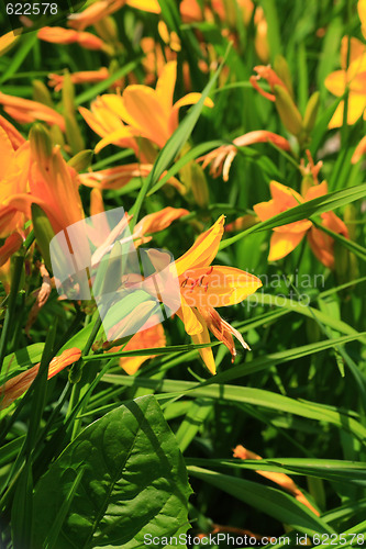 Image of Lily