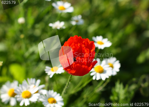 Image of Red poppy