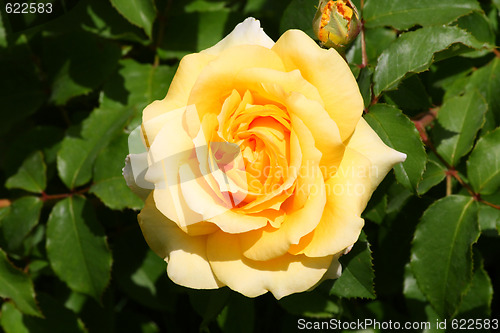 Image of Yellow rose
