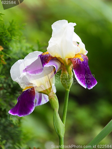 Image of Two colors of the iris