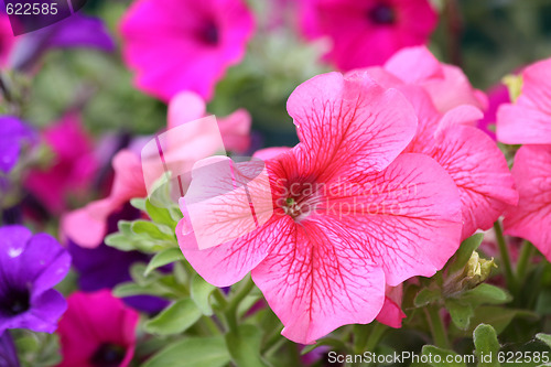 Image of Blooming petunia