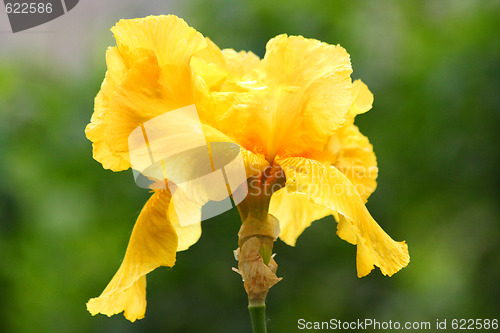 Image of Yellow iris