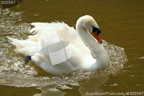 Image of White swan